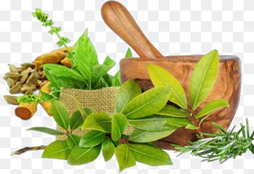 therapy alternative health services massage naturopathy medicine massage therapy food computer wallpaper grass png.jpeg